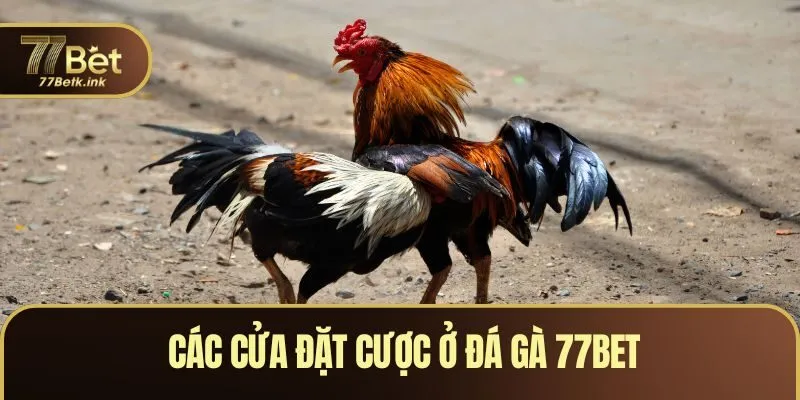 Các cửa đặt cược ở đá gà 77BET