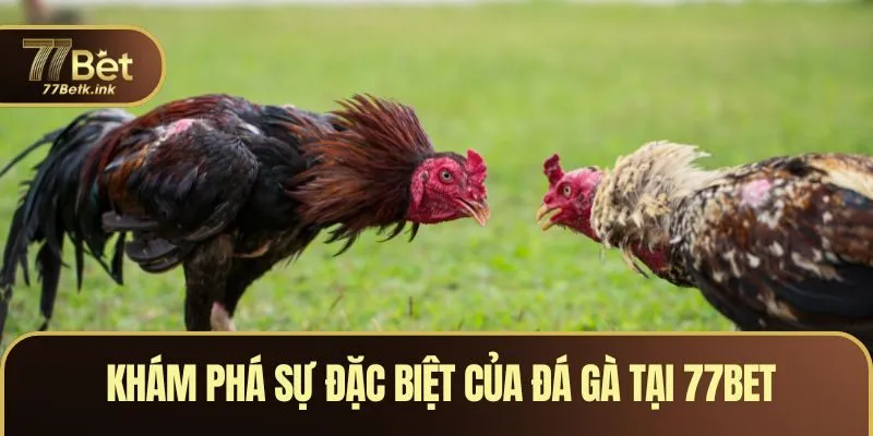 Khám phá sự đặc biệt của đá gà tại 77BET